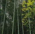 嵯峨野竹林